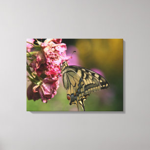 Gult Swallowtail Butterfly Canvas