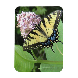 Gult Swallowtail butterfly Flexi Magnet