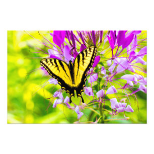 Gult Swallowtail Butterfly Fototryck