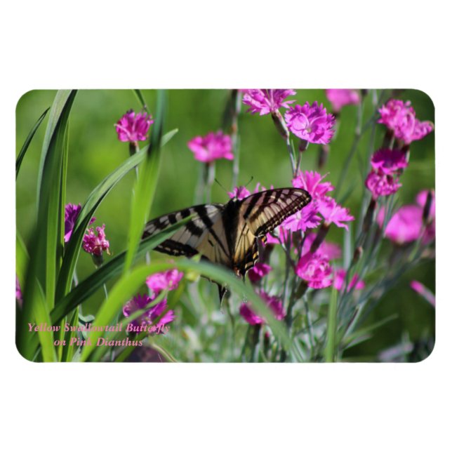 Gult Swallowtail Butterfly och Rosa Dianthus Magnet (Horisontell)