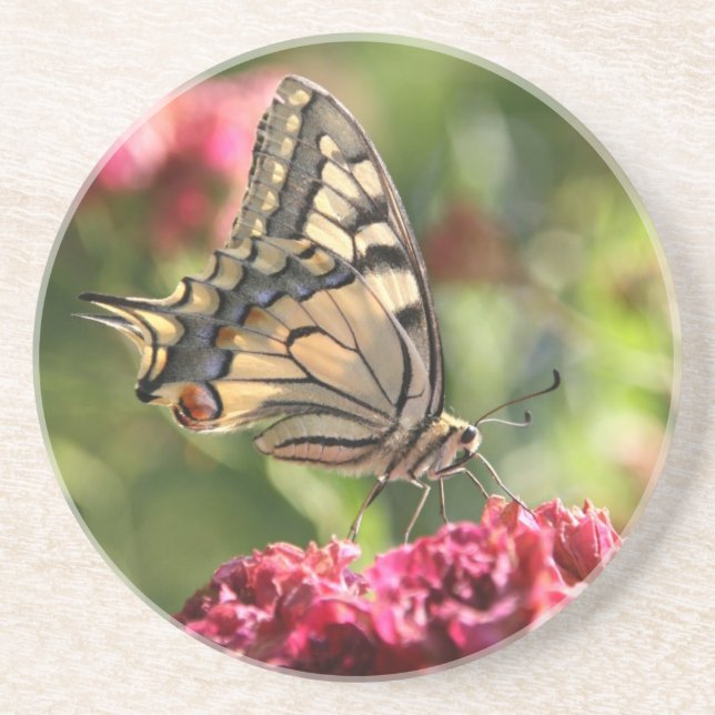 Gult Swallowtail Butterfly Underlägg Sandsten (Framsidan)