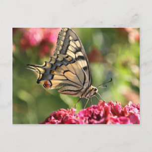 Gult Swallowtail Butterfly Vykort