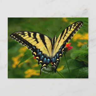 Gult Swallowtail Butterfly-vykort Vykort