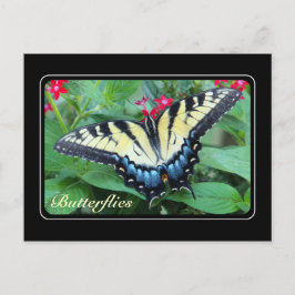Gult Swallowtail Butterfly-vykort Vykort
