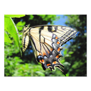 Gult Swallowtail ~-foto Fototryck