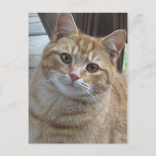 Gult Tabby Vykort