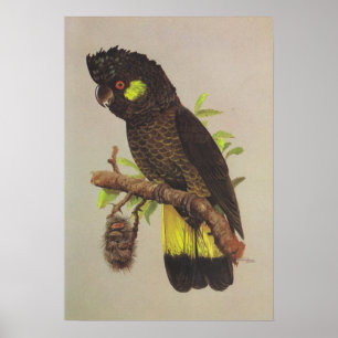 Gult-tailed svart kakadua poster