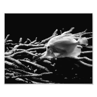 Gult Tang Fish with Coral - Photo Print Fototryck