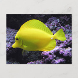 Gult Tang Reef Fish Vykort