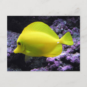 Gult Tang Reef Fish Vykort