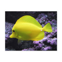 Gult Tang Reef Fish