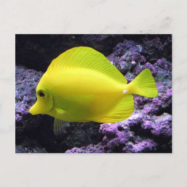 Gult Tang Reef Fish Vykort (Framsida)