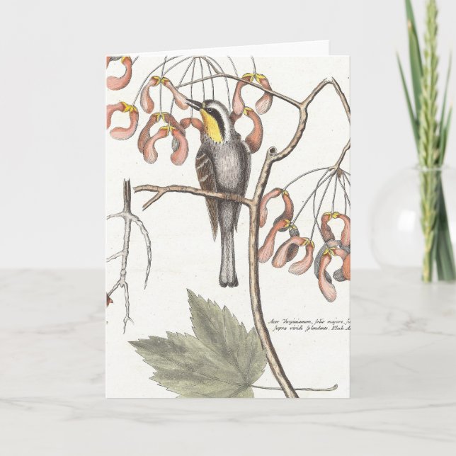 Gult Throsent Warbler/Seligmann - Catesby Kort (Framsida)