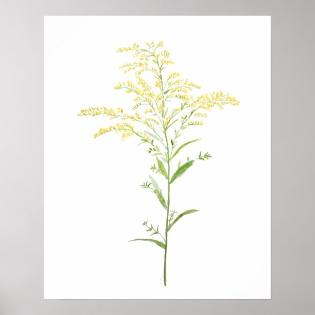 gult tidigt goldenrods vattenfärgsmålning poster (Framsidan)