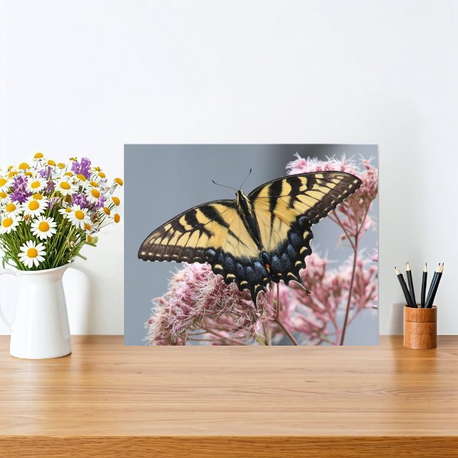 Gult Tiger Swallowtail Butterfly på Rosa Flower Fototryck (Butterfly and flower nature print features a Yellow Tiger Swallowtail Butterfly on Joe Pye flower. )