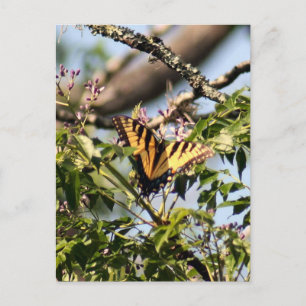 Gult Tiger Swallowtail Butterfly Photo Postcard Vykort
