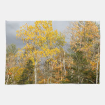 Gult Träd i New Hampshire 7712