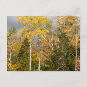 Gult Träd i New Hampshire Vykort
