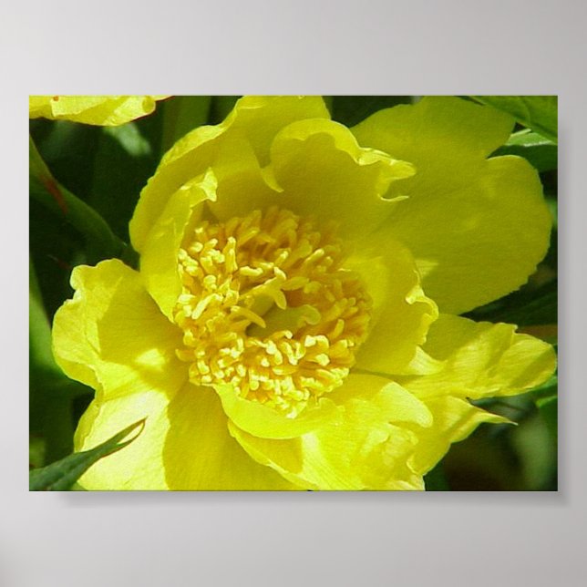 Gult Träd Peony (Paeonia Lutea) Poster (Framsidan)
