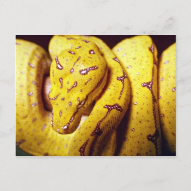 Gult-träd python, baby vykort (Framsida)