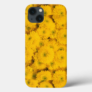 Gult trädgårdsmästare morsa chrysanthemums blomma
