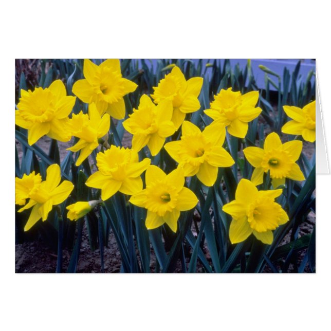 gult Trumpet Narcissi, blommor från Kung Alfred Hälsningskort (Framsidan Horizontal)