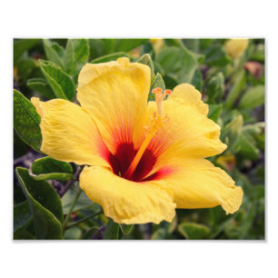 Gult tryck för foto för hibiskusblomma
