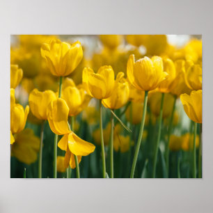 Gult Tulip-anläggningar Poster