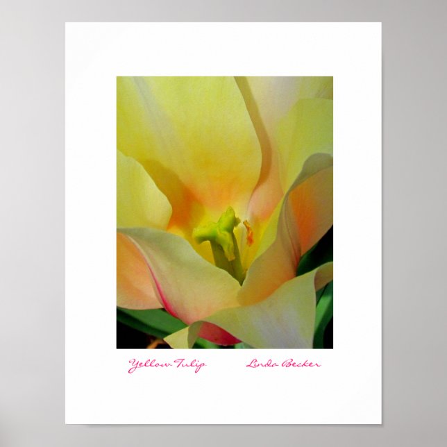 Gult Tulip av Linda Becker PhotoArt Poster (Framsidan)