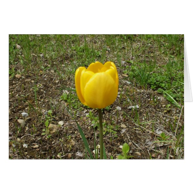 Gult Tulip Blank Card Hälsningskort (Framsidan Horizontal)