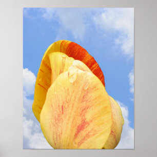 Gult Tulip-blomma på Blå himmel Poster