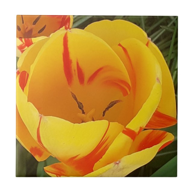 Gult Tulip Ceramic Tile Kakelplatta (Framsidan)