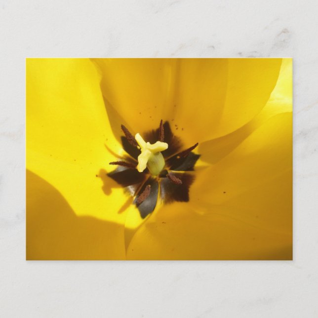 Gult Tulip Close Up DIY Postcard Vykort (Framsida)