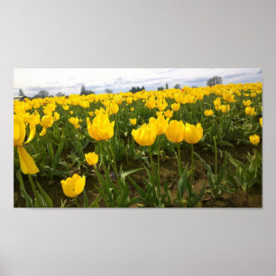 Gult Tulip Fält, Oregon Poster