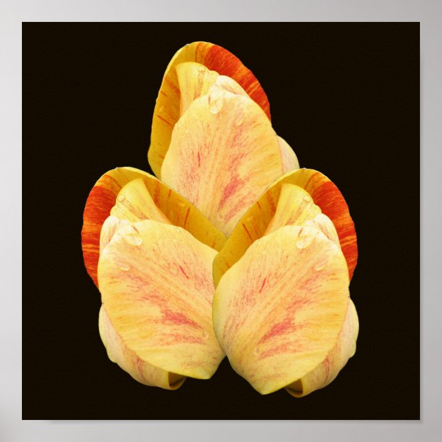 Gult Tulip Flower Petals Bouquet Poster (Framsidan)