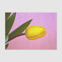 Gult Tulip, Grönt Löv, på Rosa