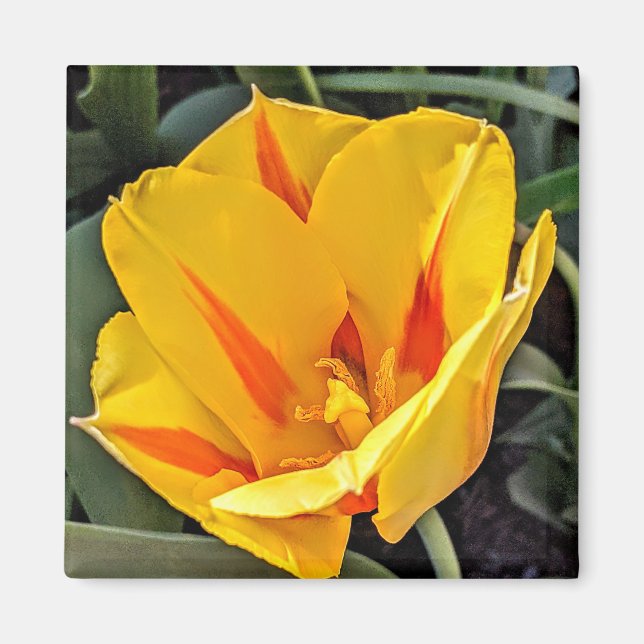 Gult Tulip in Bloom Magnet (Framsidan)