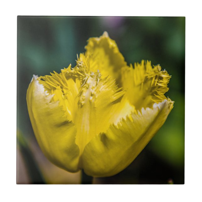 Gult Tulip Kakelplatta (Framsidan)