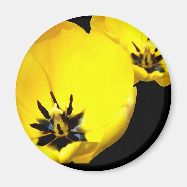 Gult Tulip Magnet (Framsidan)