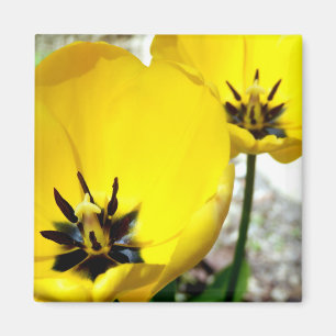 Gult Tulip Magnet