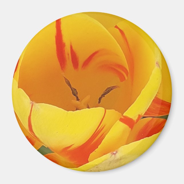 Gult Tulip Magnet (Framsidan)