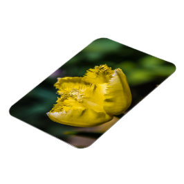 Gult Tulip Magnet