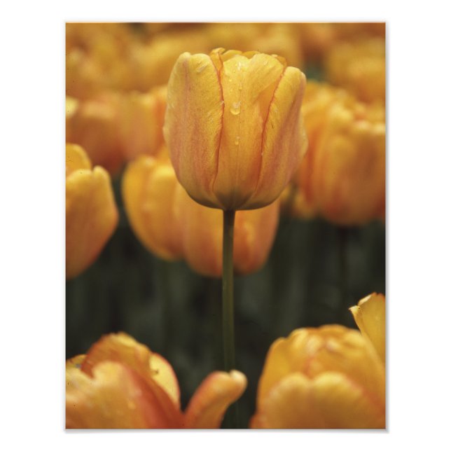 Gult Tulip Photo Print Fototryck (Framsidan)