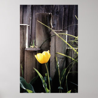 Gult Tulip Poster