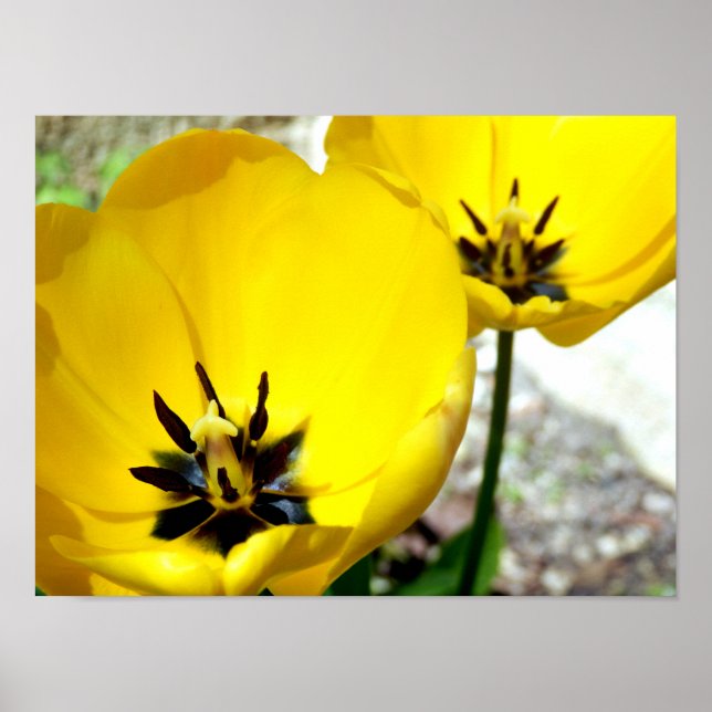 Gult Tulip Poster (Framsidan)