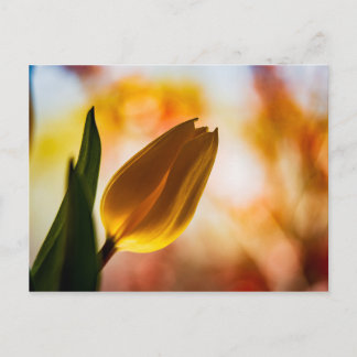 Gult Tulip Quick Hej PostCard Vykort