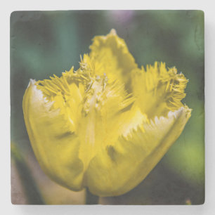 Gult Tulip Stenunderlägg