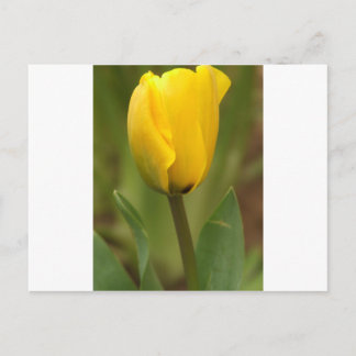 Gult Tulip Vykort