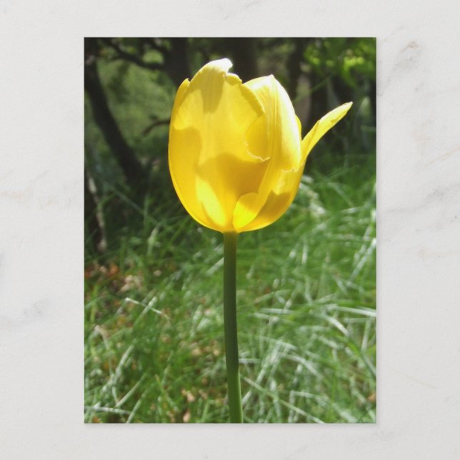 Gult Tulip-vykort Vykort (Framsida)