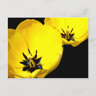 Gult Tulip-vykort Vykort